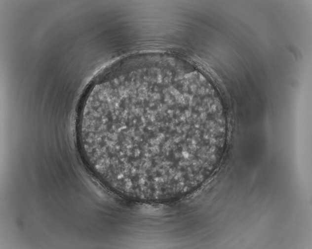 X0000112830346200910021227