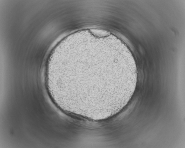 X0000112831007200910021219