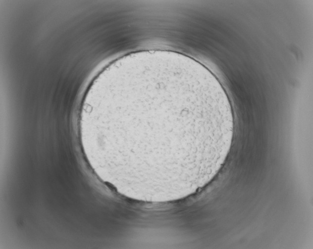 X0000112831008200910021219