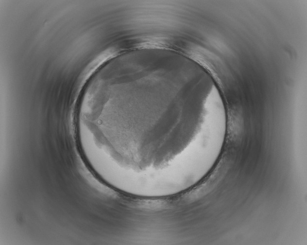 X0000112831090200910021217