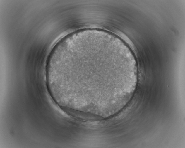 X0000112831096200910021217