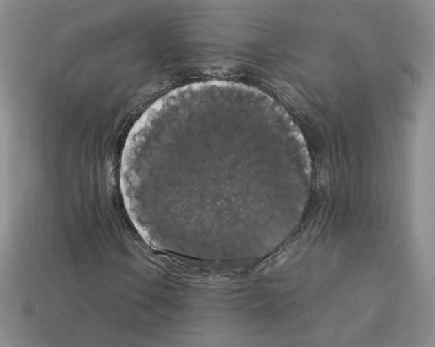 X0000112831106200910021217