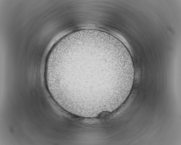 X0000112831146200910021217