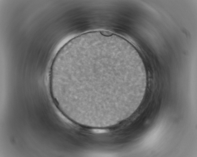 X0000112831151200910021217