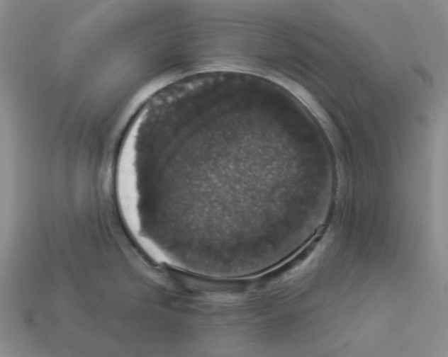 X0000112831246200910021216