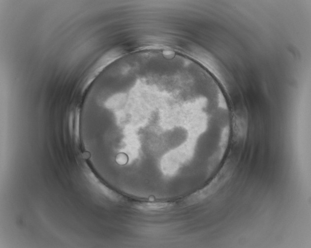 X0000112831290200910021215