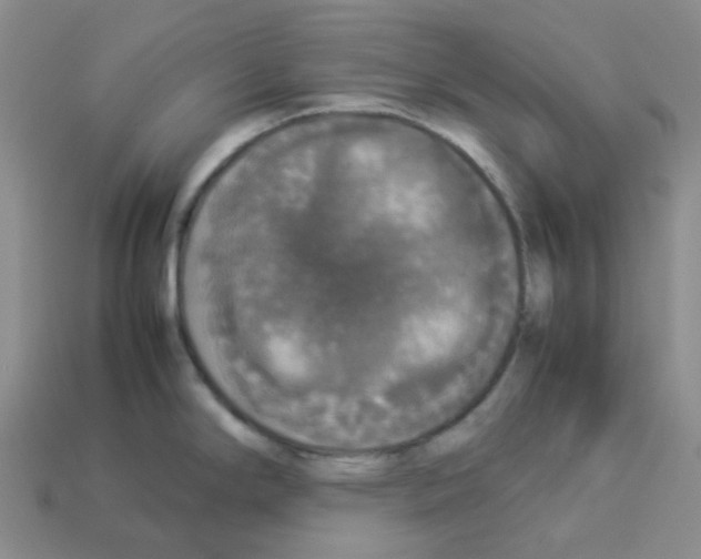 X0000112831294200910021215