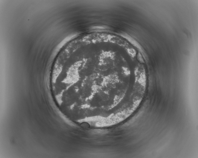 X0000112831333200910021215