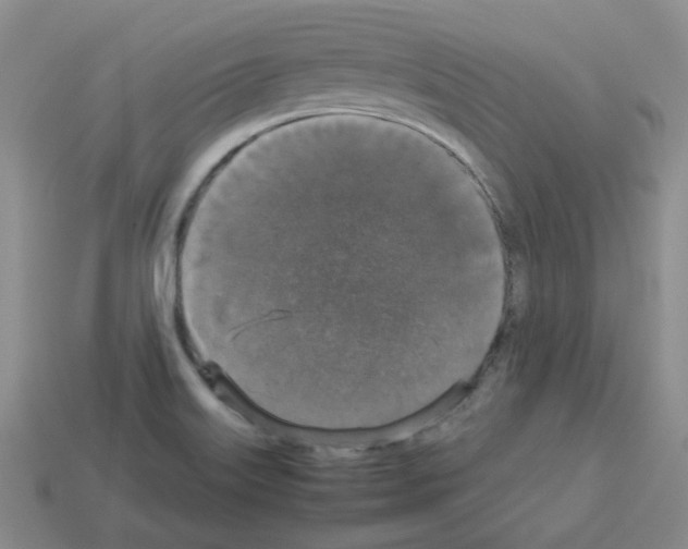 X0000112831515200910021212