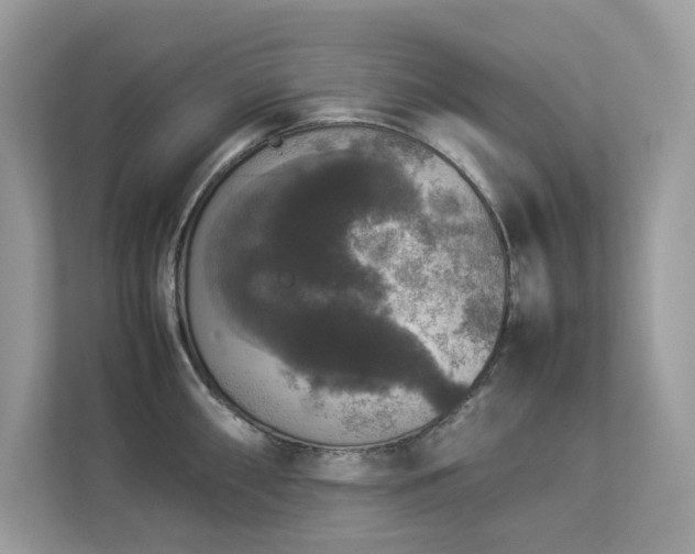 X0000112851098200908211255