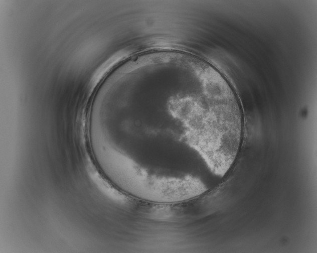 X0000112851098200908281557