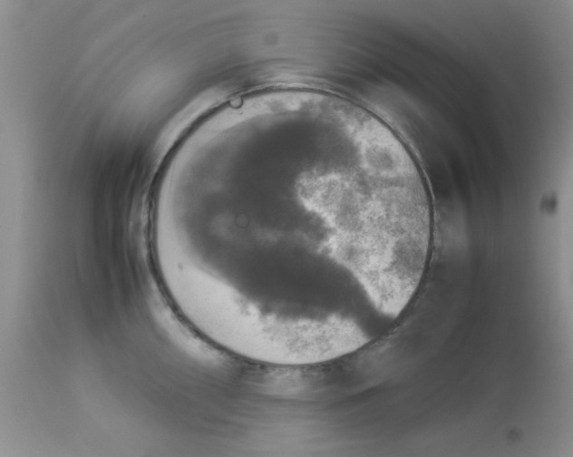 X0000112851098200909181730