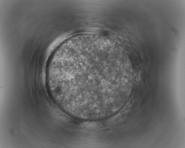 X0000112850294200910021257