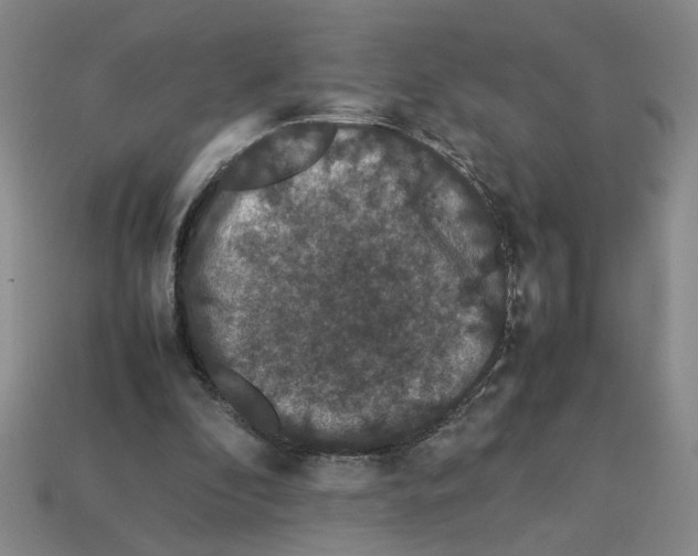 X0000112850296200910021257