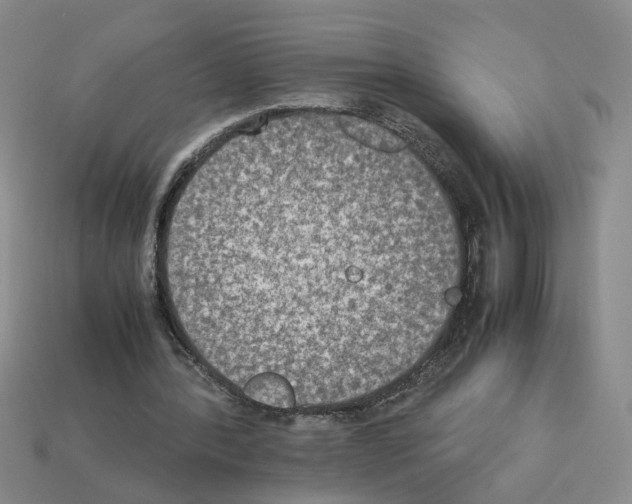 X0000112850388200910021256