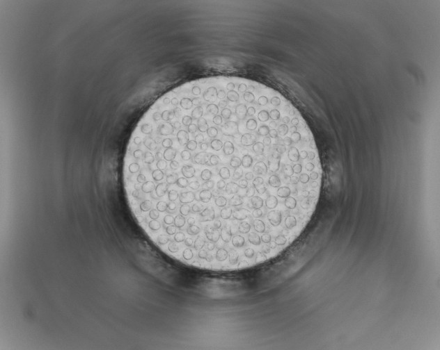 X0000112850466200910021255