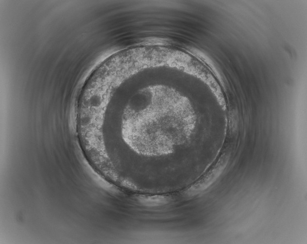 X0000112850851200910021250