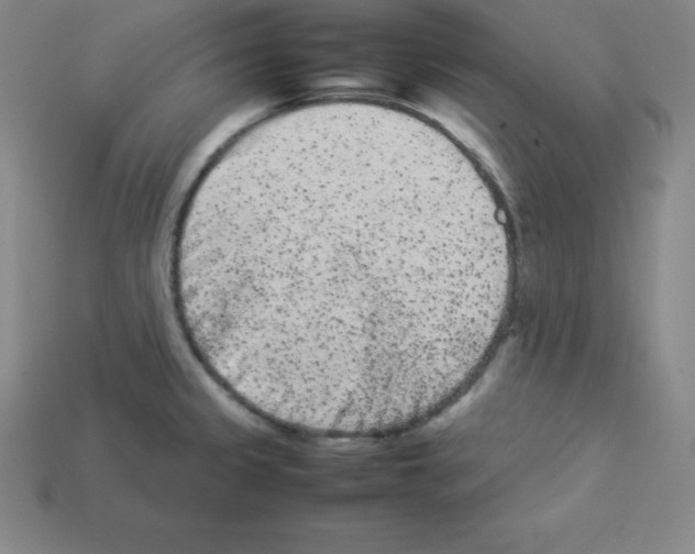 X0000112851333200910021244