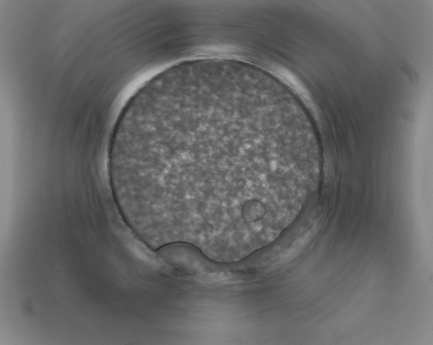 X0000112851336200910021244