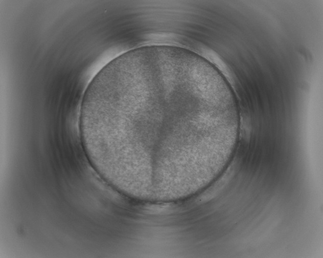 X0000112851386200910021242