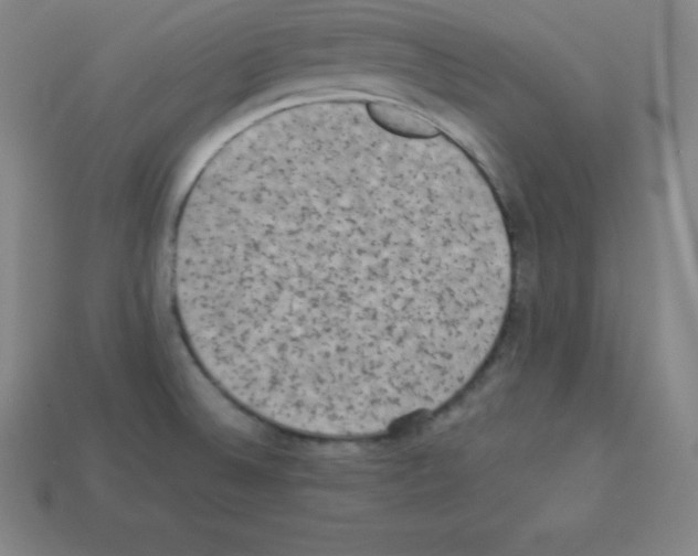 X0000112851524200910021241