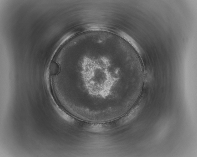 X0000112861098200908211316