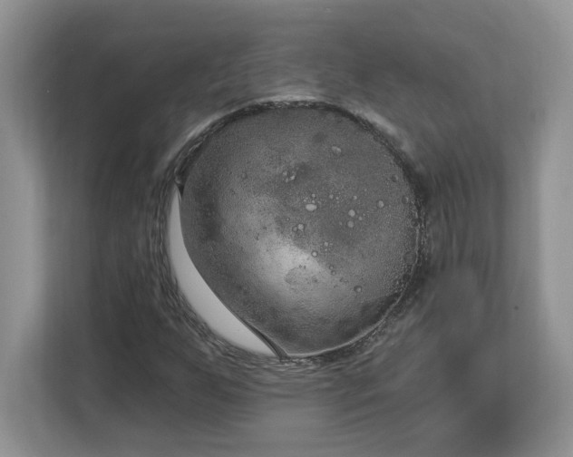 X0000112861255200908211314