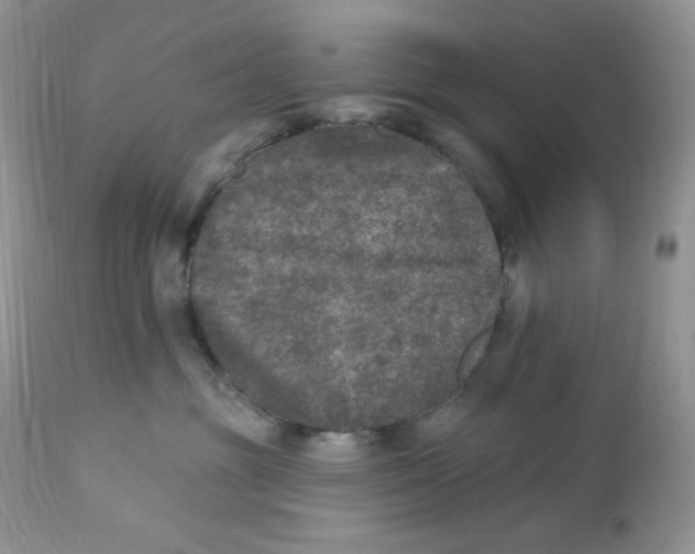 X0000112860381200909111515