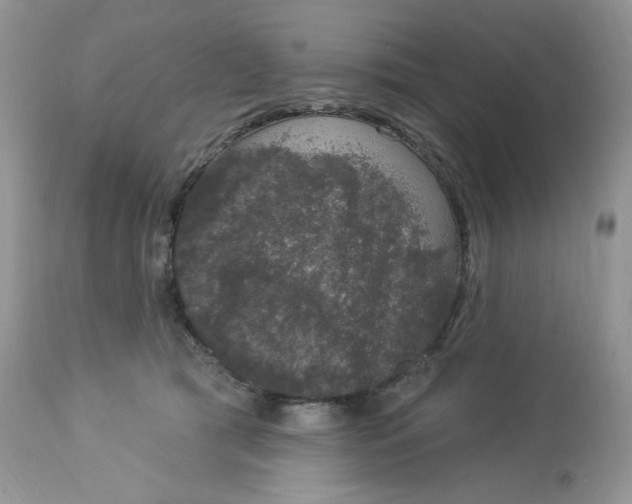 X0000112860417200909111513