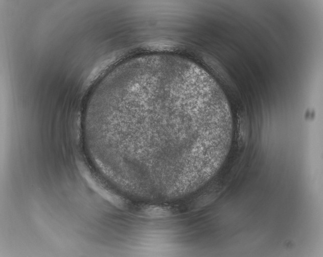 X0000112860494200909111512