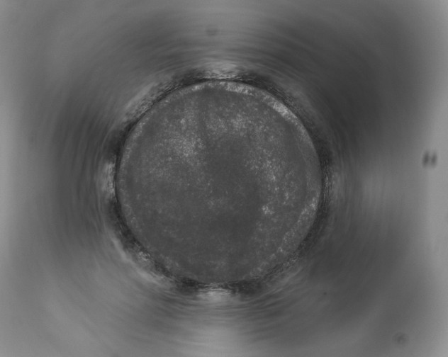 X0000112860598200909111510