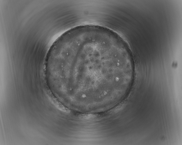 X0000112860879200909111506