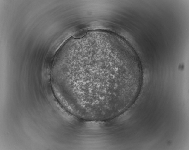 X0000112861185200909111501