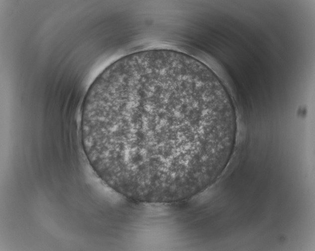 X0000112861198200909111501