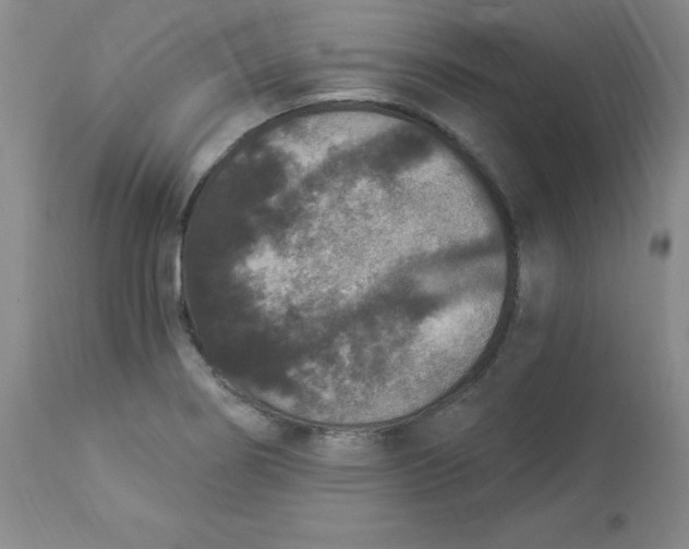 X0000112861274200909111500