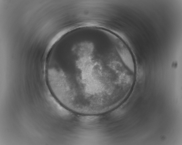 X0000112861294200909111500