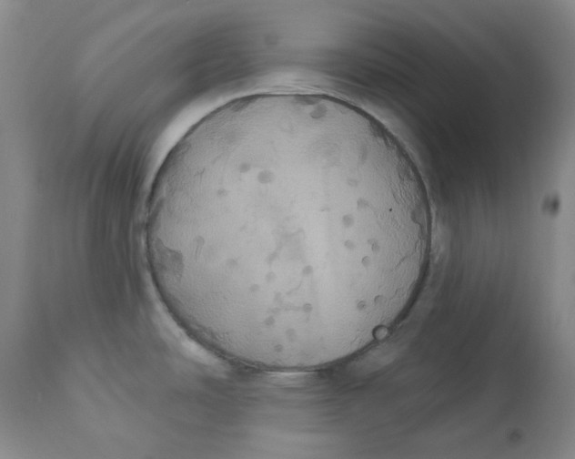 X0000112861486200909111457