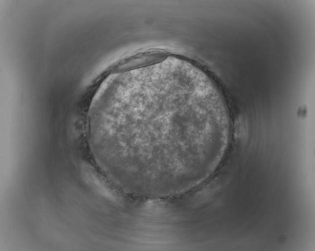 X0000112861496200909111456