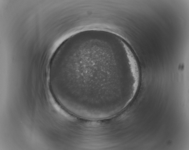 X0000112861515200909111456