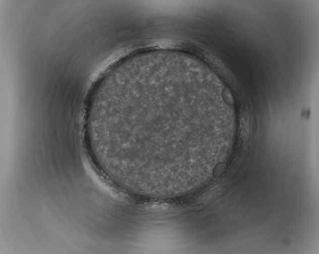 X0000112860730200909181800