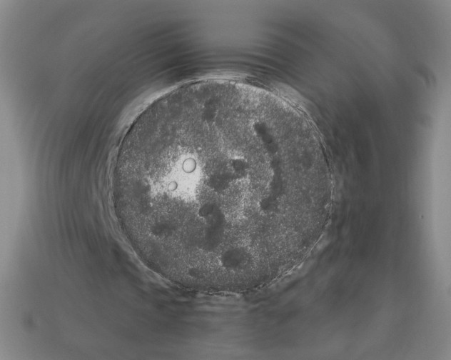 X0000112860337200910021316