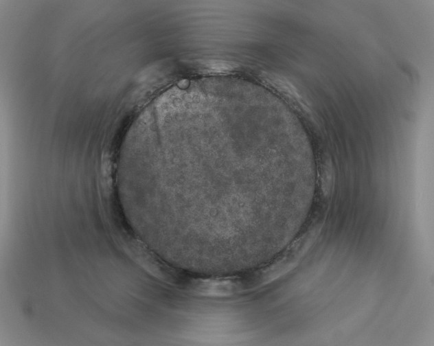 X0000112860366200910021316