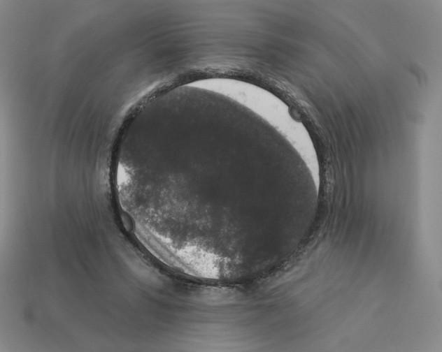 X0000112860399200910021316