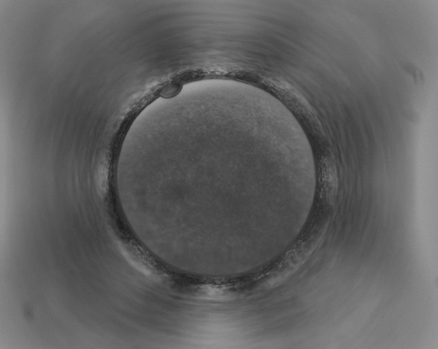 X0000112860496200910021315