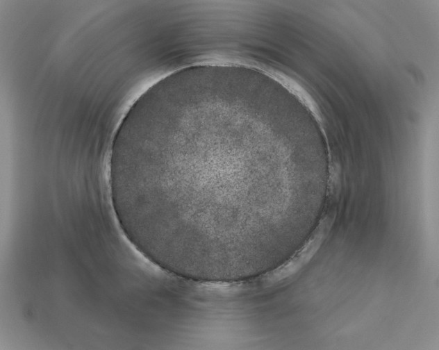 X0000112860855200910021310