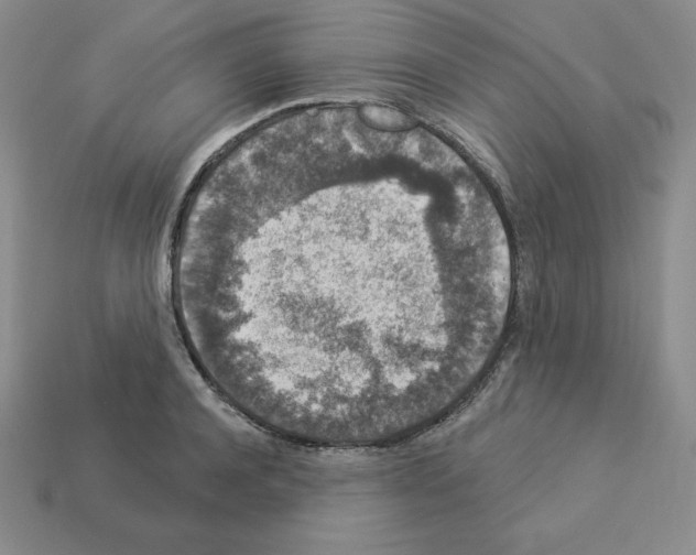 X0000112860944200910021309