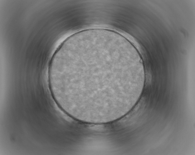 X0000112861006200910021308