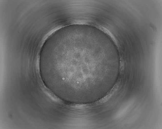 X0000112861035200910021307