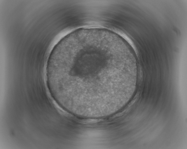 X0000112861485200910021301