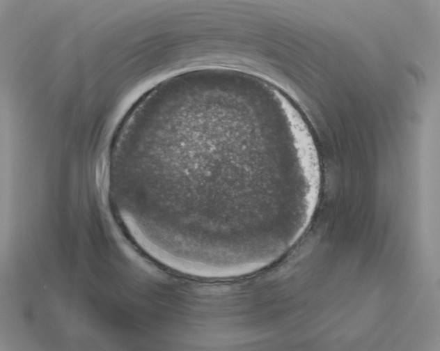 X0000112861515200910021301